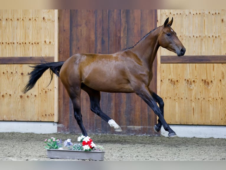 Zangersheide Giumenta 4 Anni 163 cm Baio ciliegia in Kinrooi