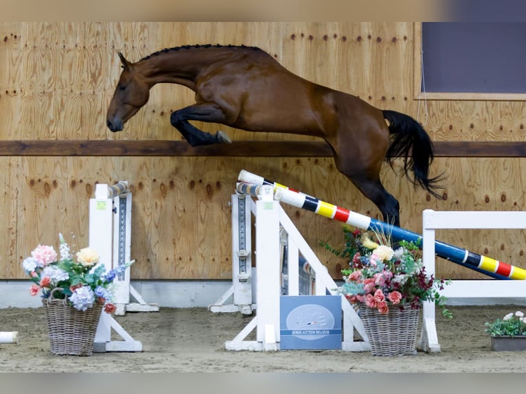 Zangersheide Giumenta 4 Anni 163 cm Baio ciliegia in Kinrooi