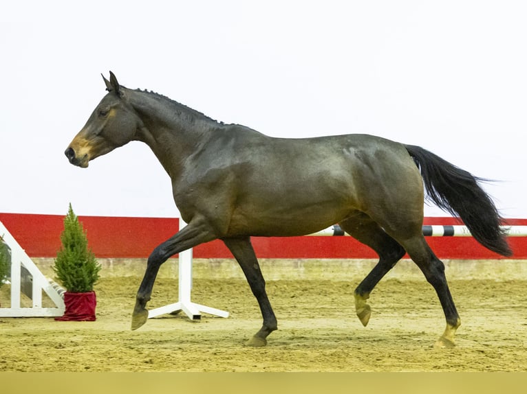 Zangersheide Giumenta 4 Anni 163 cm Baio scuro in Waddinxveen
