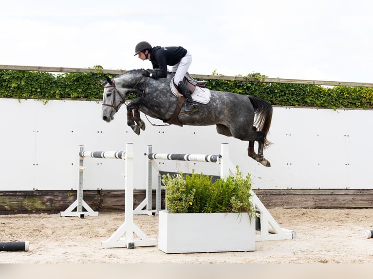 Zangersheide Giumenta 4 Anni 163 cm Grigio in Waddinxveen Zangersheide Giumenta 4 Anni 163 cm Grigio in Waddinxveen