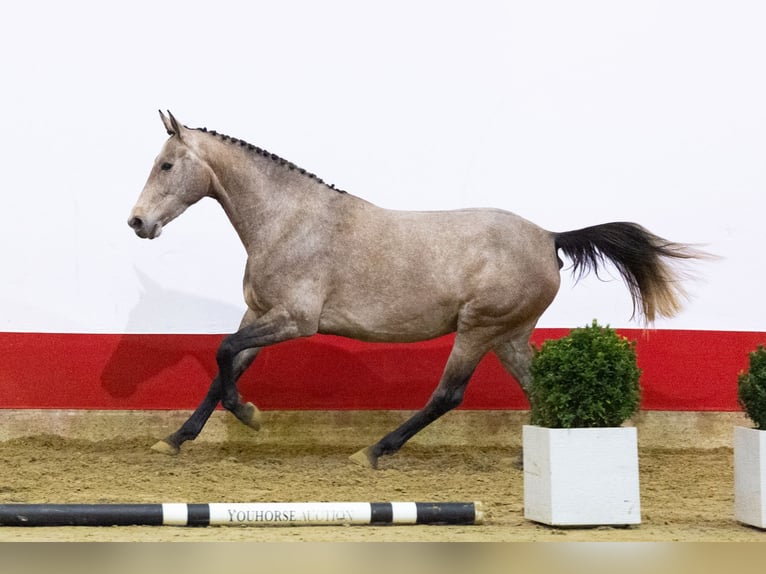 Zangersheide Giumenta 4 Anni 163 cm Grigio in Waddinxveen