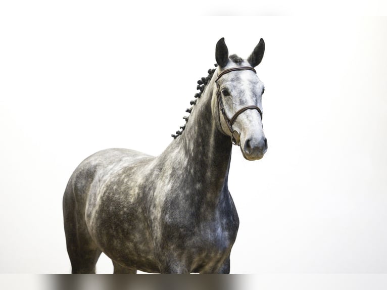 Zangersheide Giumenta 4 Anni 163 cm Grigio in Waddinxveen Zangersheide Giumenta 4 Anni 163 cm Grigio in Waddinxveen