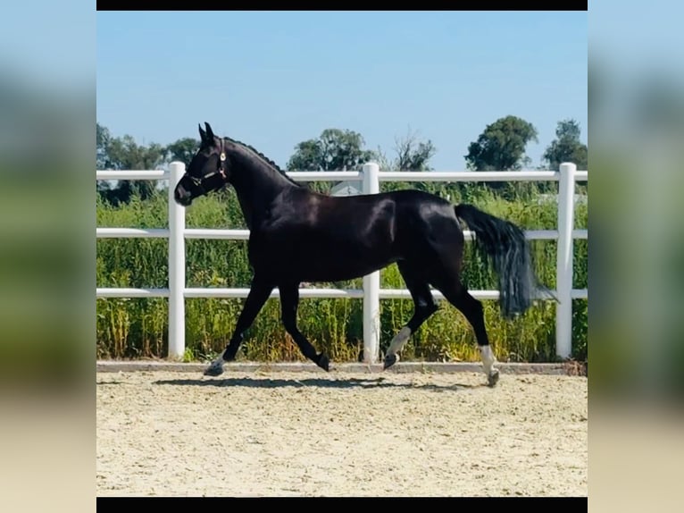 Zangersheide Giumenta 4 Anni 163 cm Morello in Brzyków