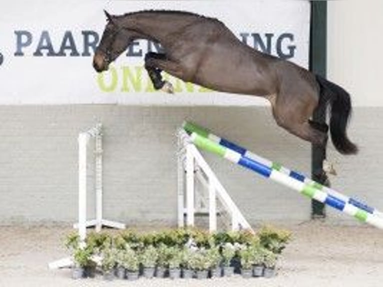 Zangersheide Giumenta 4 Anni 164 cm Baio in Heerde