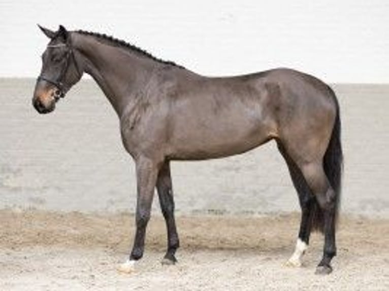 Zangersheide Giumenta 4 Anni 164 cm Baio in Heerde