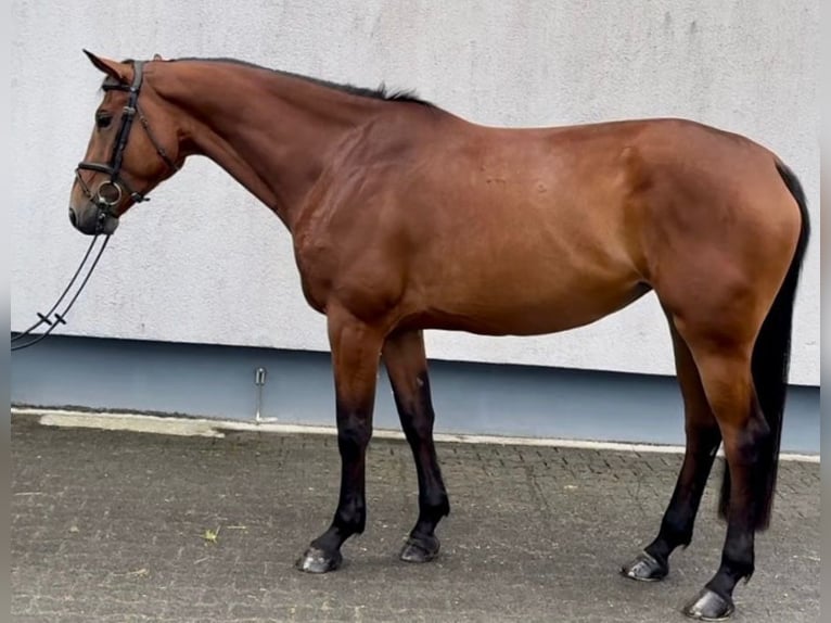 Zangersheide Giumenta 4 Anni 164 cm Baio in Bochum