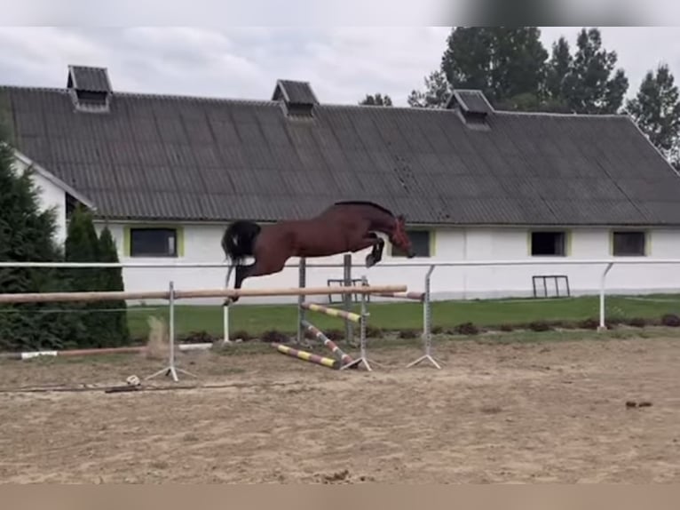 Zangersheide Giumenta 4 Anni 164 cm Baio ciliegia in Łańcut