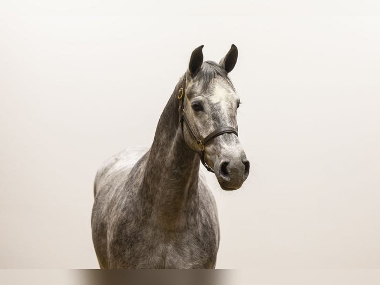 Zangersheide Giumenta 4 Anni 164 cm  in Waddinxveen