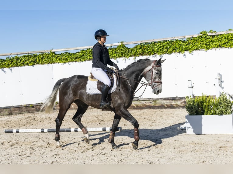 Zangersheide Giumenta 4 Anni 164 cm in Waddinxveen