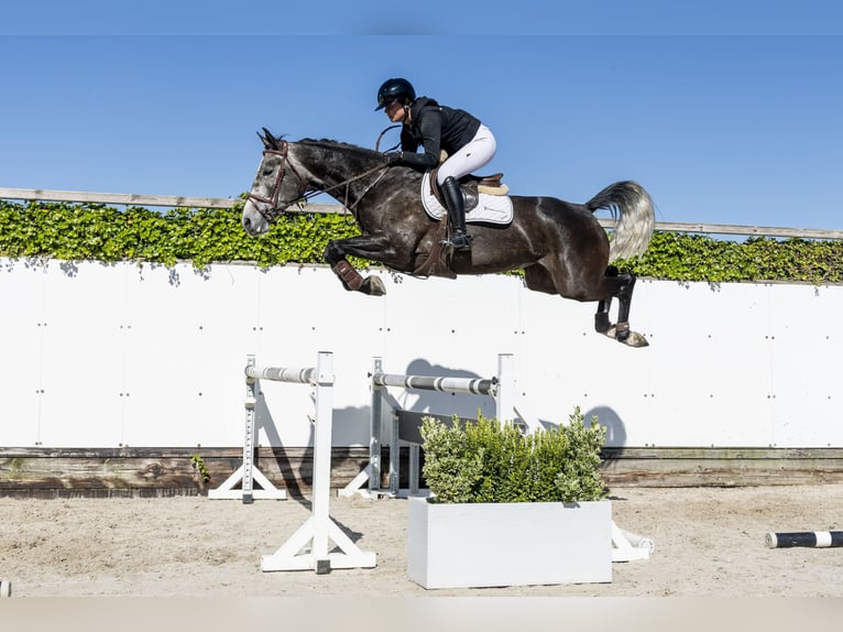Zangersheide Giumenta 4 Anni 164 cm in Waddinxveen