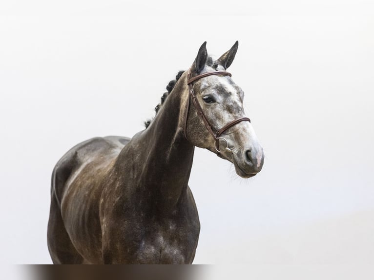 Zangersheide Giumenta 4 Anni 164 cm in Waddinxveen