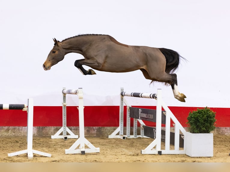 Zangersheide Giumenta 4 Anni 165 cm Baio in Waddinxveen
