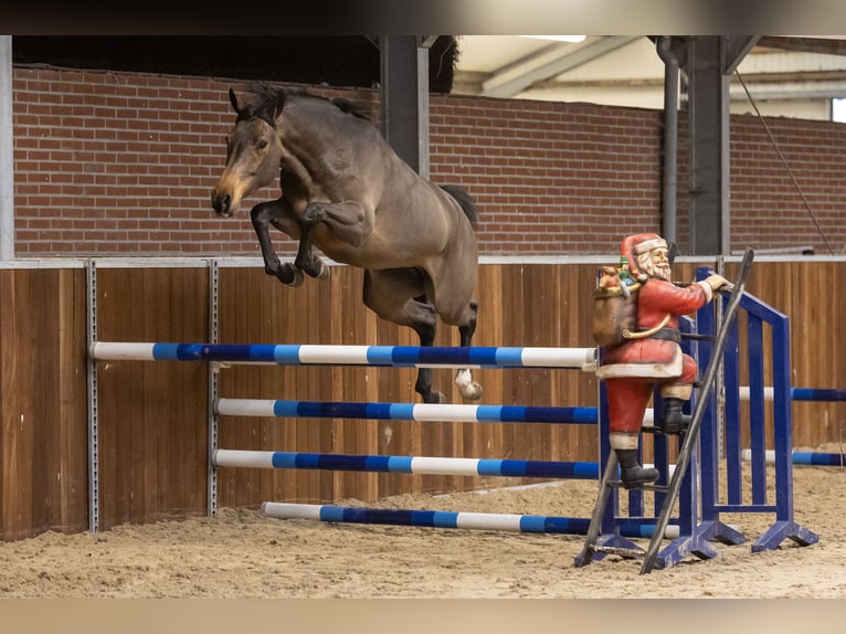 Zangersheide Giumenta 4 Anni 165 cm Baio in Wijchmaal