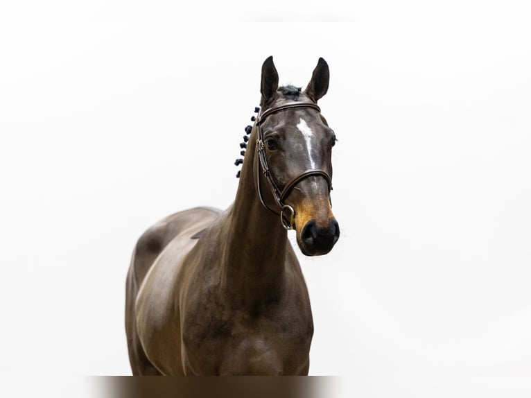 Zangersheide Giumenta 4 Anni 165 cm Baio scuro in Waddinxveen