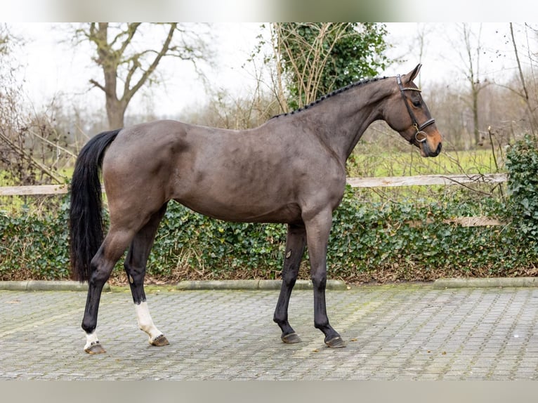 Zangersheide Giumenta 4 Anni 165 cm  in Heerde