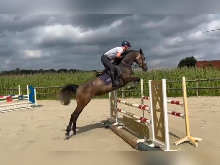 Zangersheide Giumenta 4 Anni 165 cm Falbo baio in HeeK