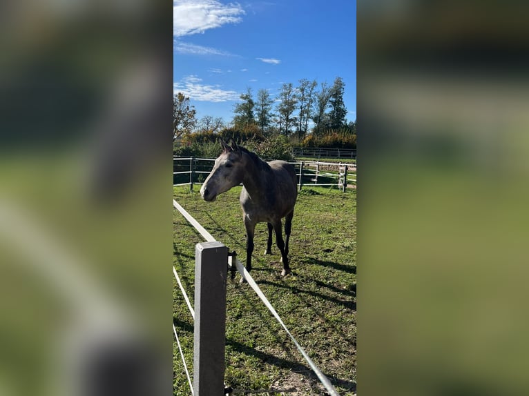 Zangersheide Giumenta 4 Anni 165 cm Grigio in Barsinghausen