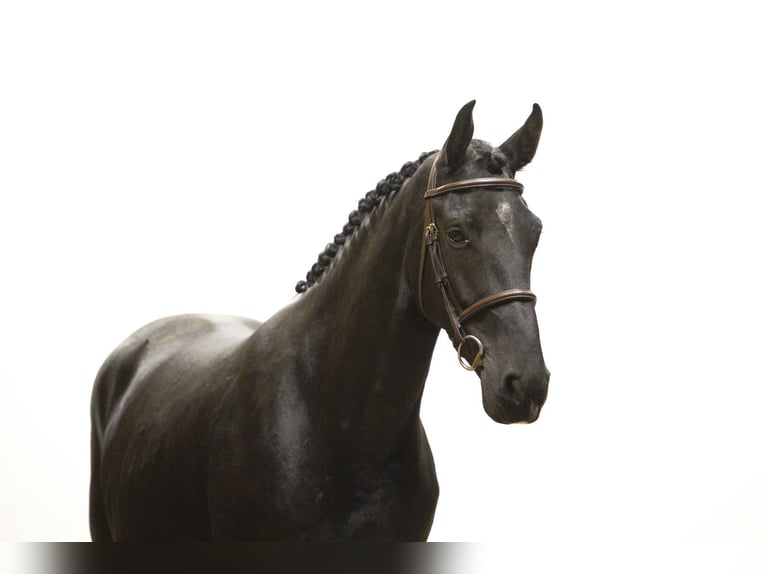 Zangersheide Giumenta 4 Anni 165 cm Morello in Waddinxveen