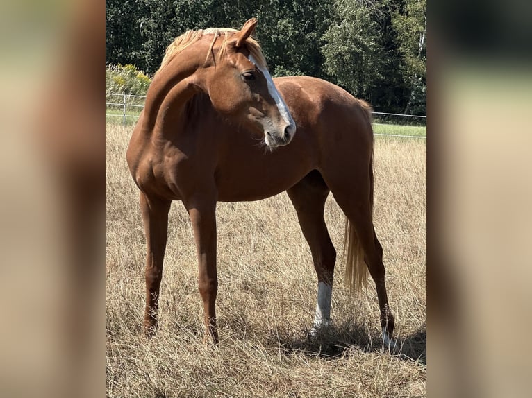 Zangersheide Giumenta 4 Anni 165 cm Sauro in Stanica