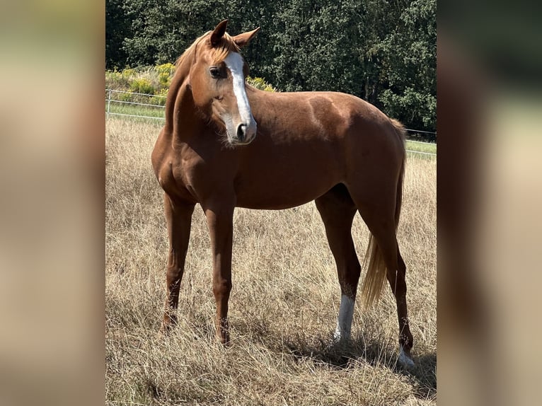 Zangersheide Giumenta 4 Anni 165 cm Sauro in Stanica