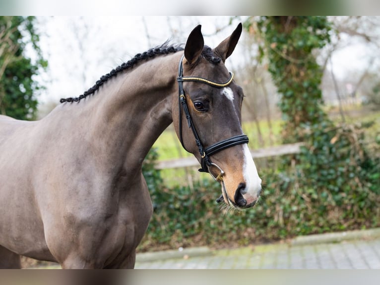 Zangersheide Giumenta 4 Anni 166 cm  in Heerde