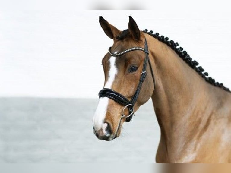 Zangersheide Giumenta 4 Anni 167 cm Baio in Heerde