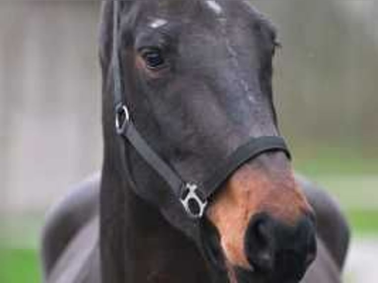 Zangersheide Giumenta 4 Anni 167 cm Baio scuro in Sint-Niklaas