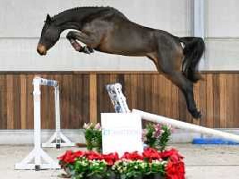 Zangersheide Giumenta 4 Anni 167 cm Baio scuro in Sint-Niklaas