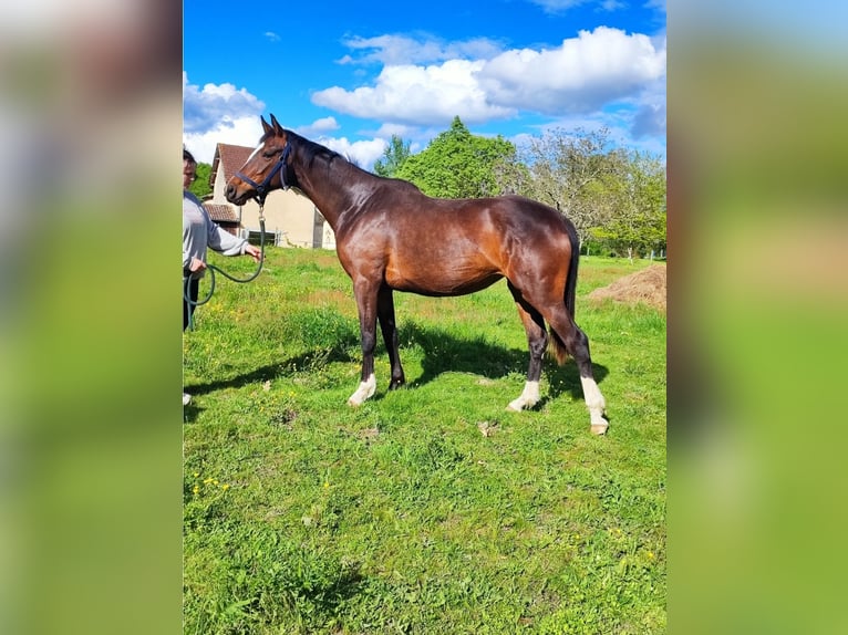 Zangersheide Giumenta 4 Anni 168 cm Baio in captieux