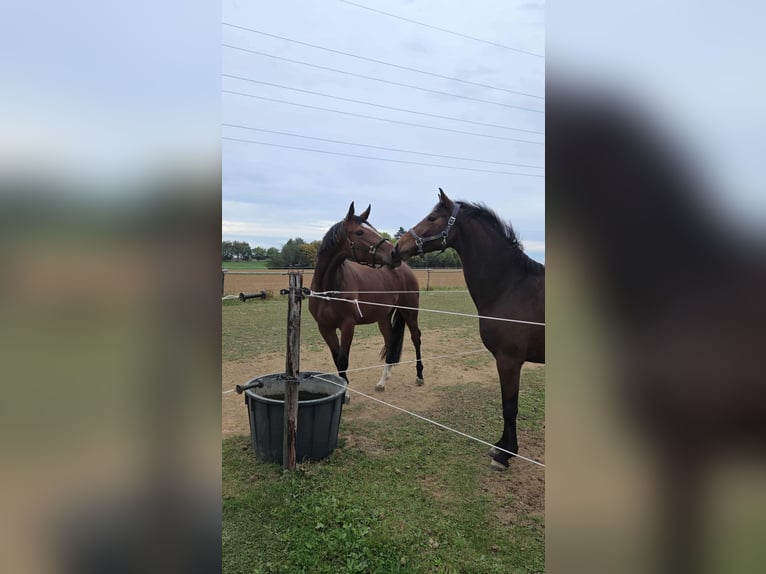 Zangersheide Giumenta 4 Anni 168 cm Baio in Leuven
