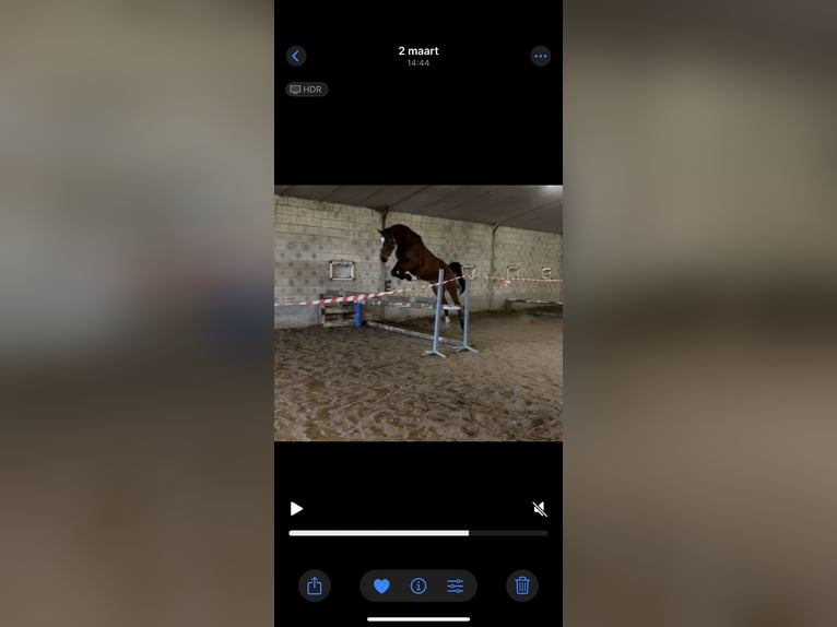 Zangersheide Giumenta 4 Anni 168 cm Baio in Leuven