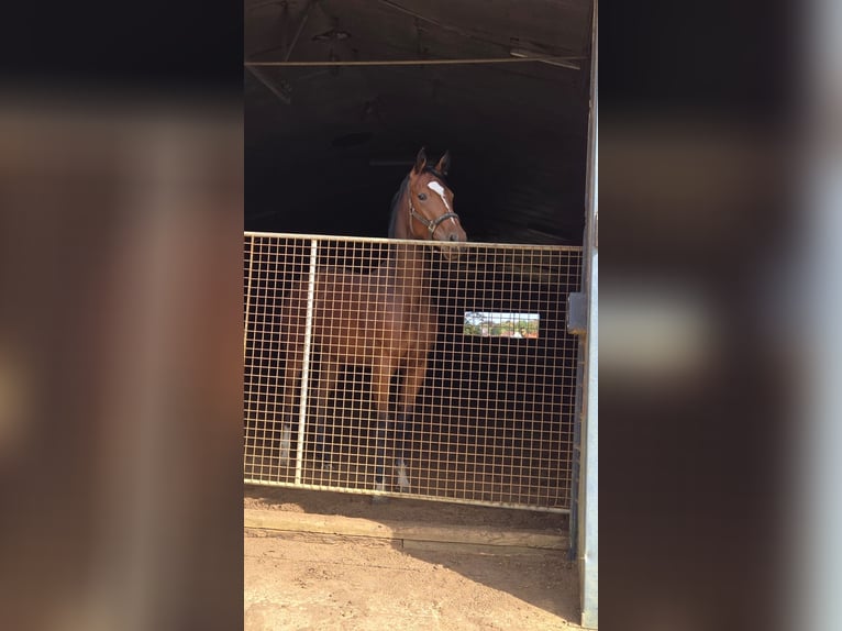 Zangersheide Giumenta 4 Anni 168 cm Baio in Leuven