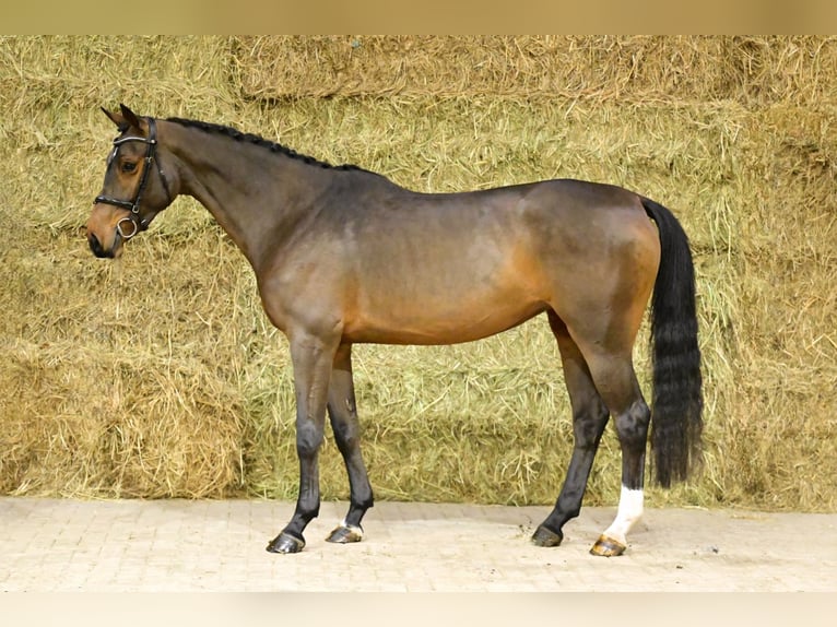 Zangersheide Giumenta 4 Anni 168 cm Baio scuro in Bladel