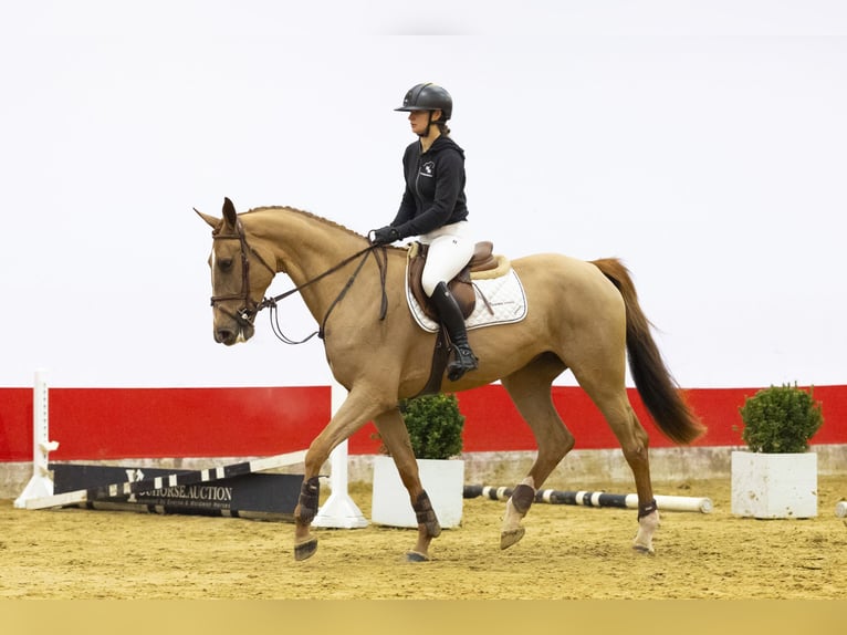 Zangersheide Giumenta 4 Anni 168 cm  in Waddinxveen