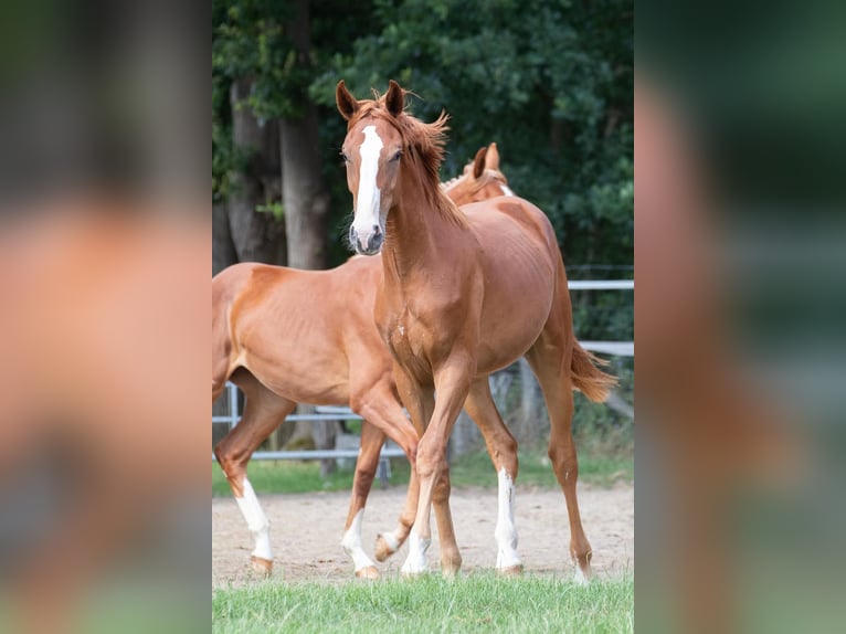Zangersheide Giumenta 4 Anni 168 cm Sauro in Schwarmstedt