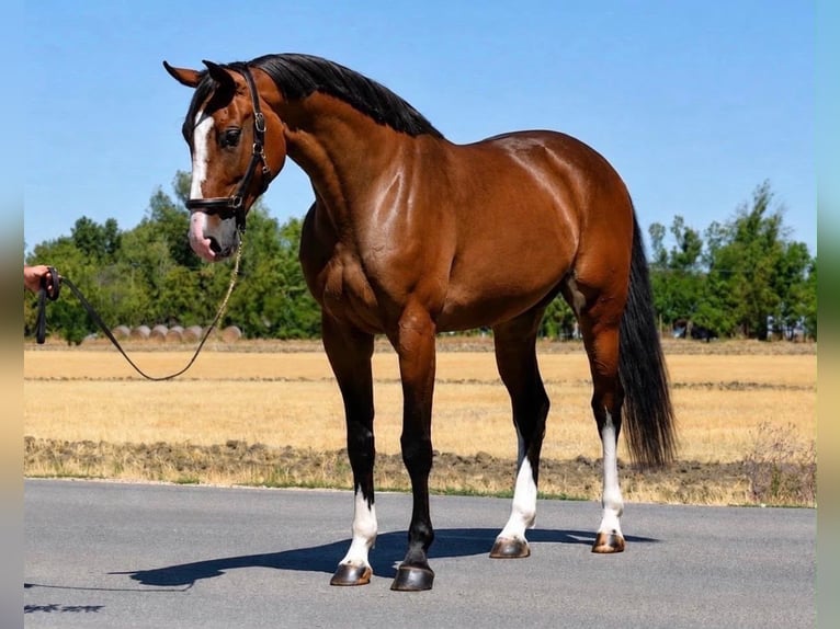 Zangersheide Giumenta 4 Anni 169 cm Baio in Nagyszénasz