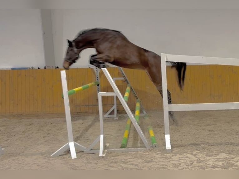 Zangersheide Giumenta 4 Anni 170 cm Baio in KRAJENKA