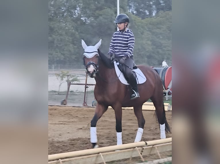 Zangersheide Giumenta 4 Anni 170 cm Baio in Győrzámoly