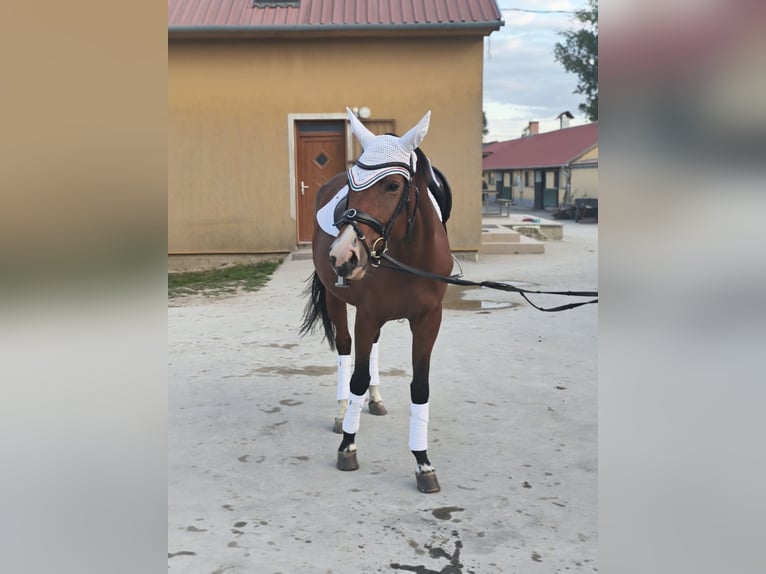 Zangersheide Giumenta 4 Anni 170 cm Baio in Győrzámoly