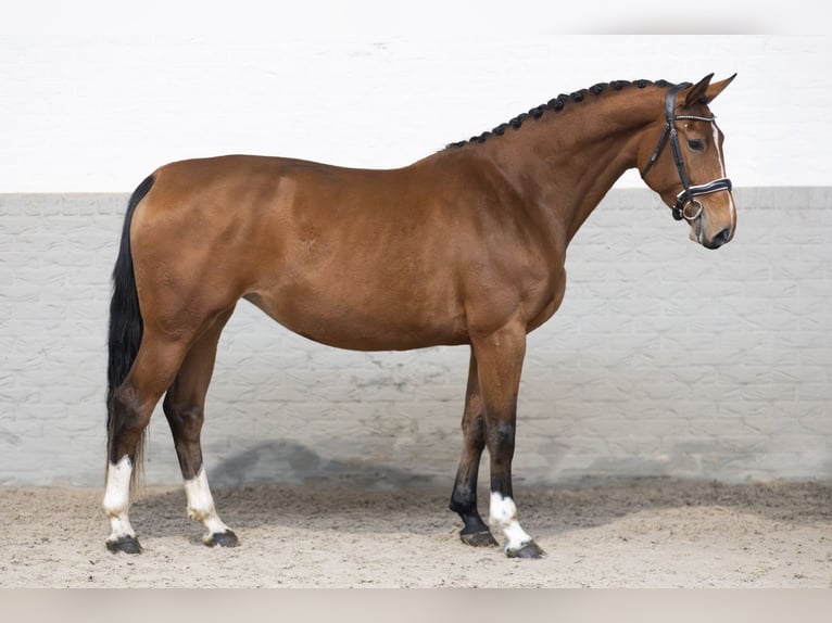 Zangersheide Giumenta 4 Anni 170 cm Baio chiaro in Heerde