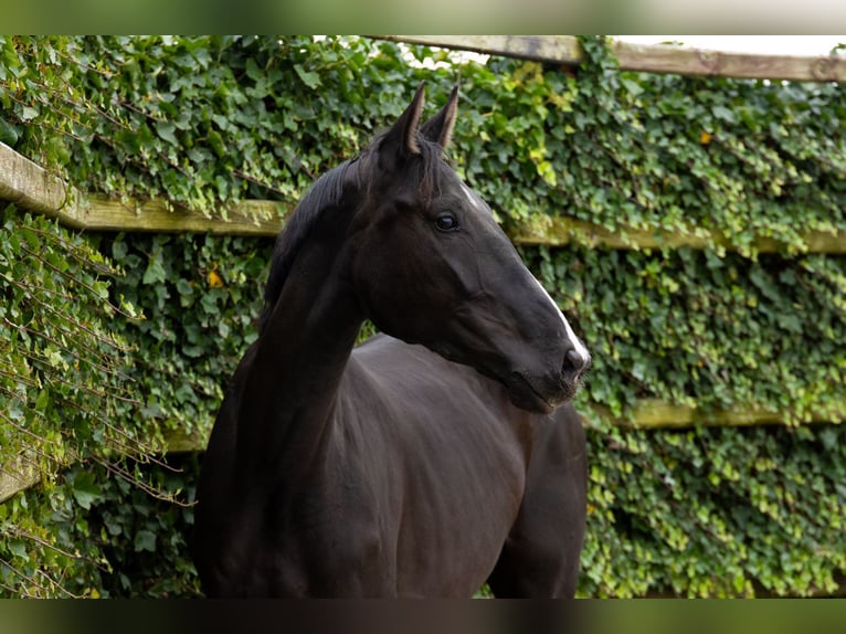 Zangersheide Giumenta 4 Anni 170 cm Morello in Waddinxveen Zangersheide Giumenta 4 Anni 170 cm Morello in Waddinxveen