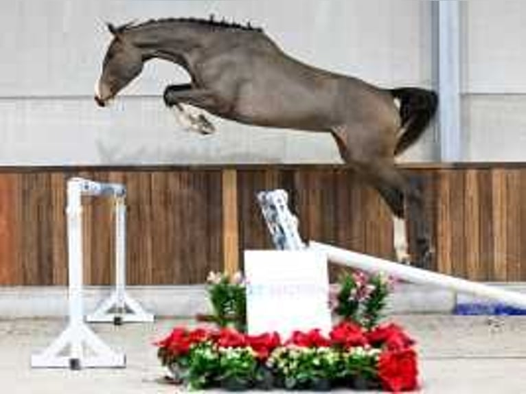 Zangersheide Giumenta 4 Anni 172 cm Baio ciliegia in Sint-Niklaas