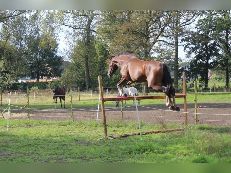 Zangersheide Giumenta 4 Anni 173 cm Baio in Zolder