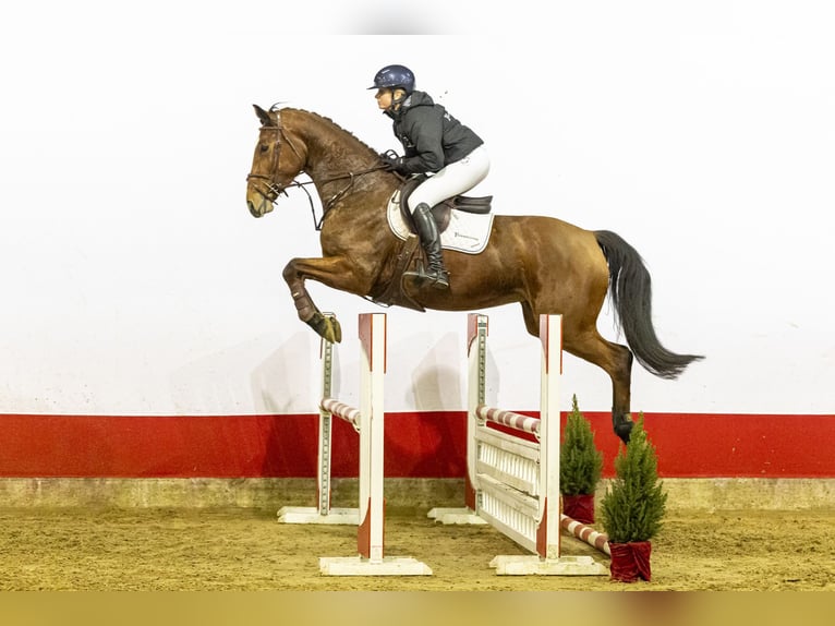 Zangersheide Giumenta 4 Anni 173 cm Baio in Waddinxveen