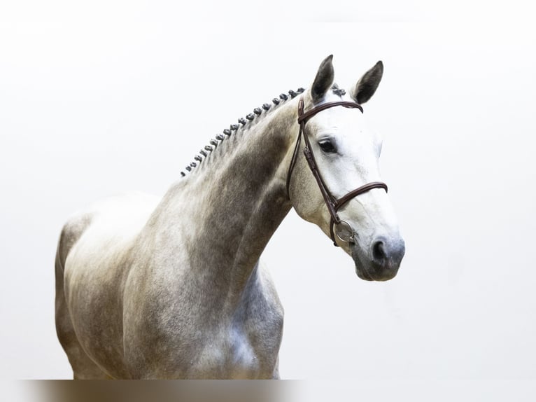 Zangersheide Giumenta 4 Anni 176 cm Grigio in Waddinxveen