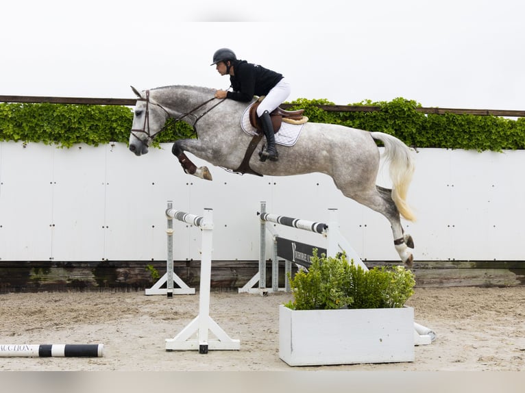 Zangersheide Giumenta 4 Anni 176 cm Grigio in Waddinxveen