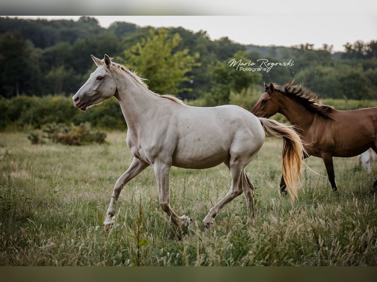 Zangersheide Giumenta 5 Anni 155 cm Champagne in Beaumont-Pied-de-Buf