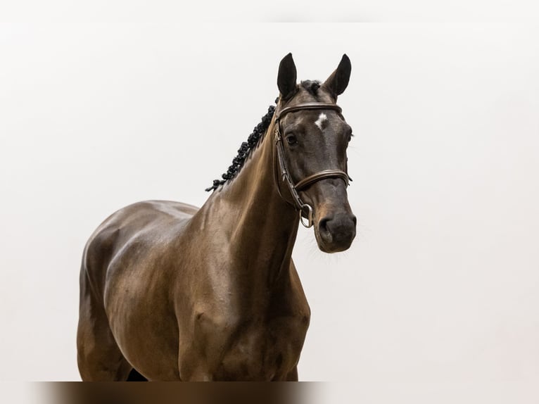 Zangersheide Giumenta 5 Anni 157 cm Baio in Waddinxveen