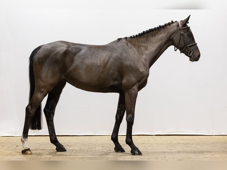 Zangersheide Giumenta 5 Anni 157 cm Baio in Waddinxveen