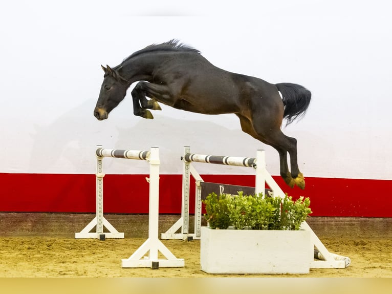 Zangersheide Giumenta 5 Anni 158 cm Baio in Waddinxveen